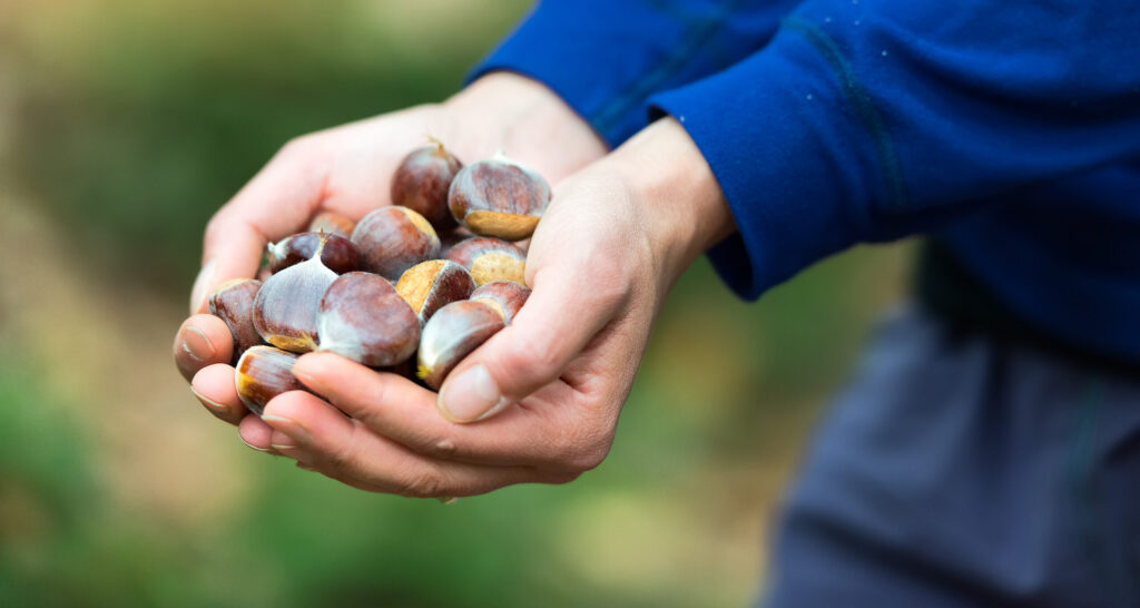 Festa delle castagne a Bracca