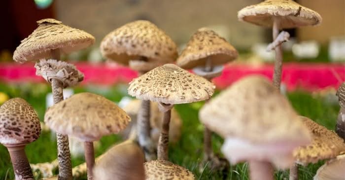 Fungolandia: il mese dei funghi in Alta Valle Brembana