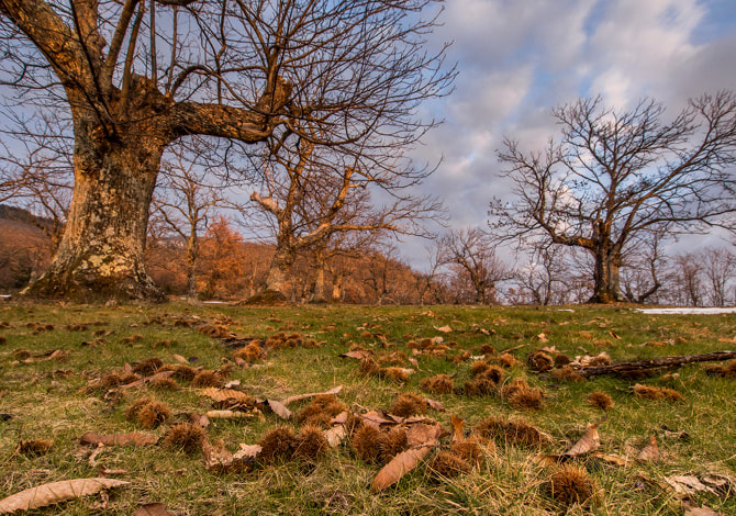 Autunno che sa di castagne