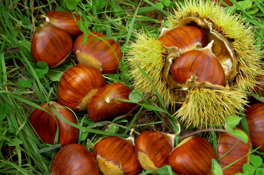 Sagra della Castagna